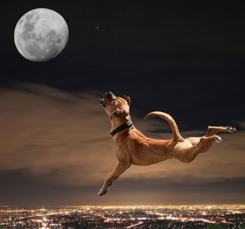 Dog & Full Moon Photo By Buddychange12 | Photobucket